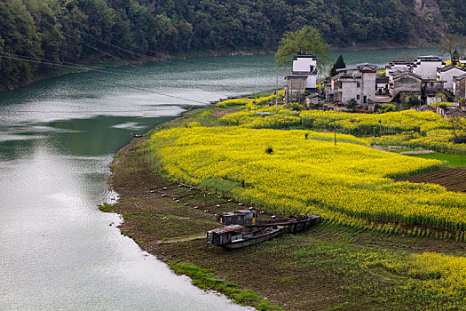 新安江,安徽,河流,春天,油菜花,种植,农村,农业,村庄,弯曲,色彩