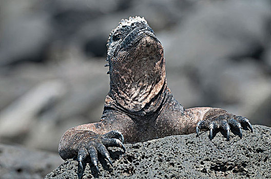 海鬣蜥,位置,正午,太阳,加拉帕戈斯群岛,厄瓜多尔