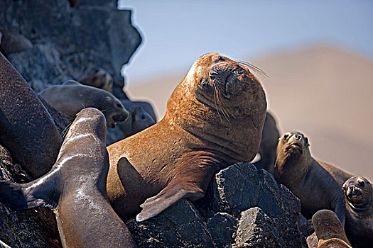 南美海狮,南方,海狮,雄性,雌性,站立,石头,帕拉加斯,国家公园,秘鲁