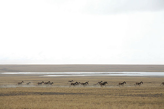 青海,可可西里,库塞湖边的藏野驴