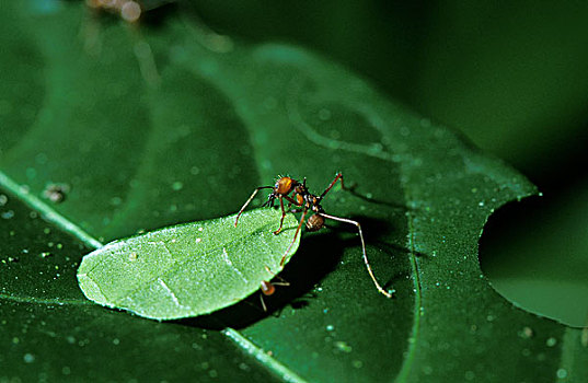 蚂蚁,成年,哥斯达黎加