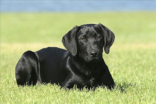 黑色拉布拉多犬,小狗,躺着,草地