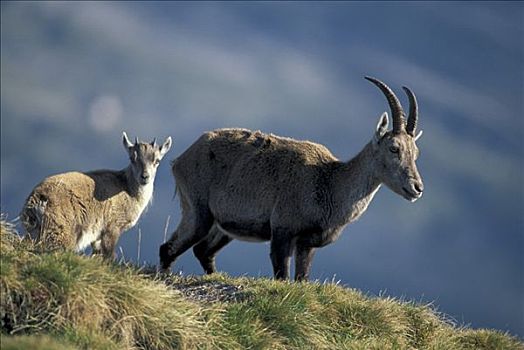 阿尔卑斯野山羊,羱羊,北山羊,成年
