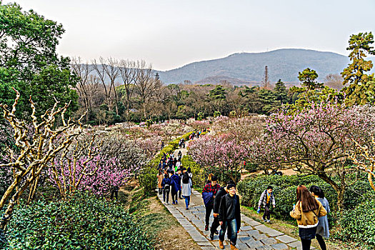 南京梅花山梅花节