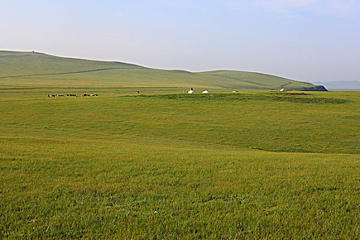 草原,丘陵,蒙古包,牛