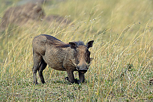 疣猪,跪着,马塞马拉野生动物保护区,肯尼亚
