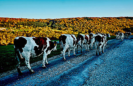 母牛,走,道路,山景