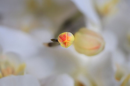 春季里生机盎然的含苞待放的蝴蝶兰花骨朵