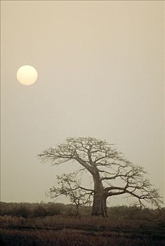 塞内加尔,卡萨芒斯,猴面包树,日落
