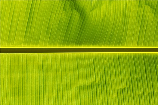香蕉叶,背景