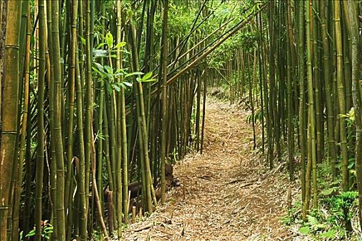 夏威夷,瓦胡岛,山,小路,竹林