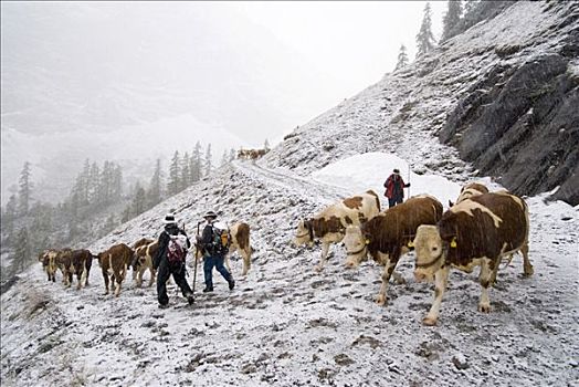 放牛,山地牧场,雪地,山峦,提洛尔,奥地利,欧洲