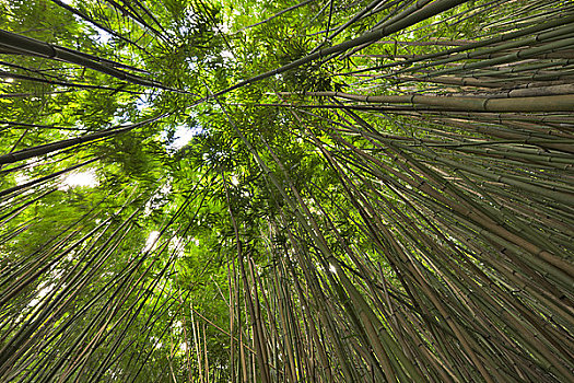 仰视,竹子,树,小路,毛伊岛,夏威夷,美国