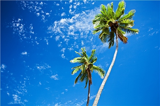 特写,棕榈树,蓝天