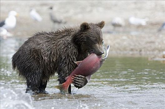棕熊,幼兽,抓住,三文鱼,堪察加半岛,俄罗斯