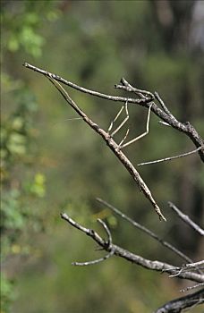 竹节虫,保护色,灌木,澳大利亚