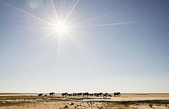 牧群,大象,纳米布沙漠,温得和克,纳米比亚,非洲