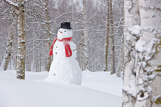 雪人,戴着,围巾,黑色上衣,帽子,站立,积雪,桦树,树林,俄罗斯,春天,公园,阿拉斯加,冬天