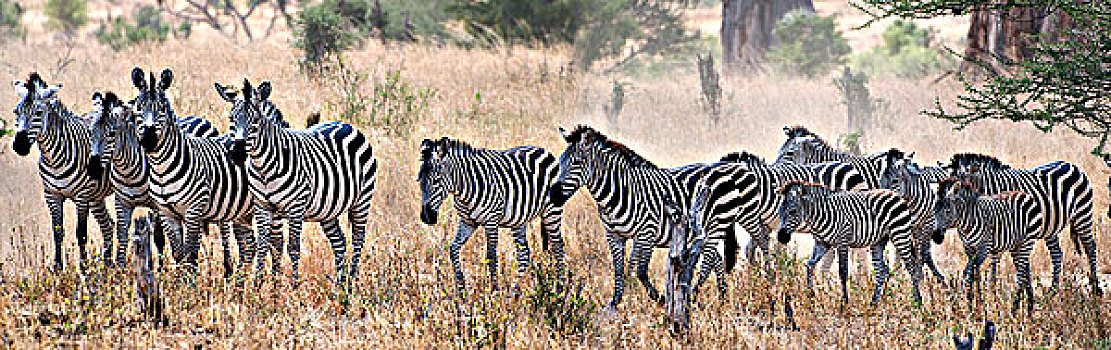 牧群,斑马,土地,塔兰吉雷国家公园,坦桑尼亚
