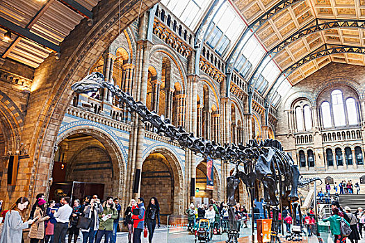 英格兰,伦敦,肯辛顿,自然历史博物馆,骨骼,恐龙