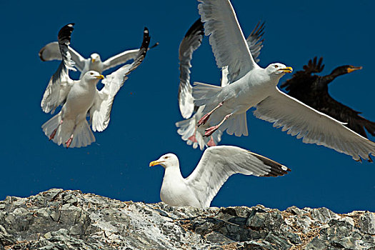 双冠鸬鹚,海鸥,海岸,湖,木头,安大略省,加拿大