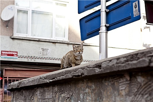 猫,伊斯坦布尔