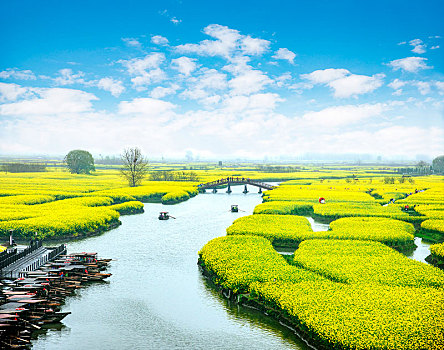 江苏省泰州市兴化市千垛景区垛田上的油菜花