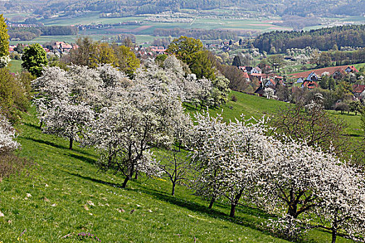 樱桃树,开花,市区,商标,弗兰哥尼阶,瑞士,上弗兰科尼亚,弗兰克尼亚,巴伐利亚,德国,欧洲
