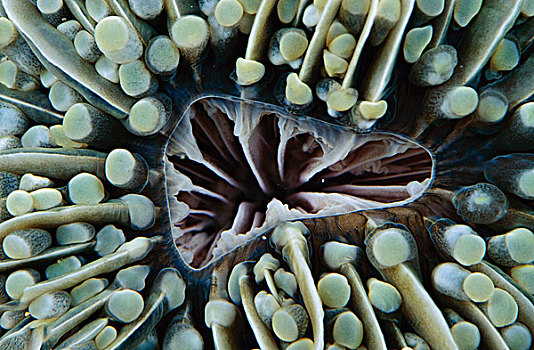 蘑菇,珊瑚,印度尼西亚
