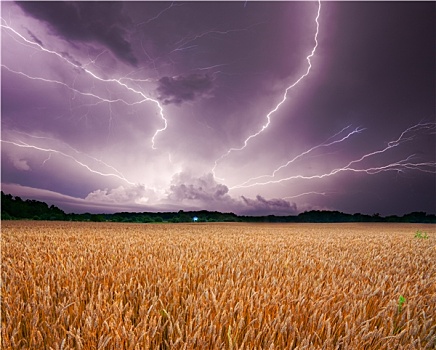 风暴,上方,小麦