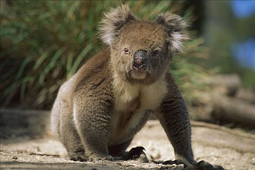树袋熊,地上,道路,一棵树,袋鼠,岛屿,澳大利亚
