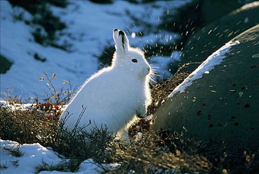 北极兔,兔属,肖像,加拿大