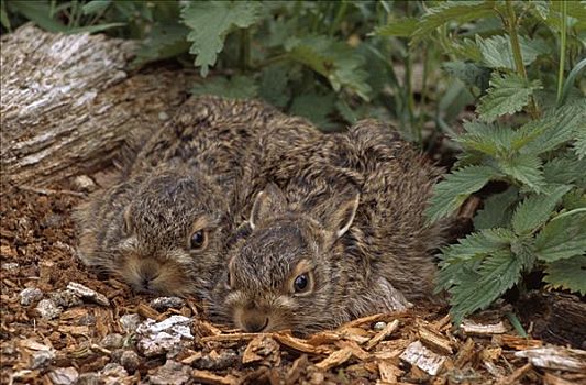 欧洲野兔,两个,幼仔,簇拥,边缘,花园,欧洲