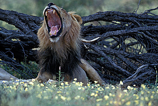 南非,卡拉哈迪大羚羊国家公园,雄性,狮子,野花,地点