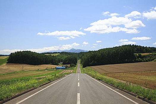 道路,麦田