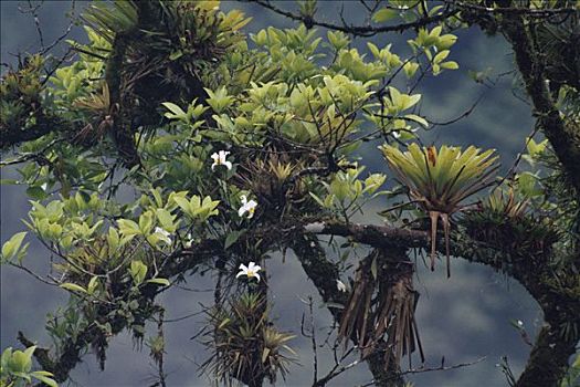兰花,树荫,哥斯达黎加