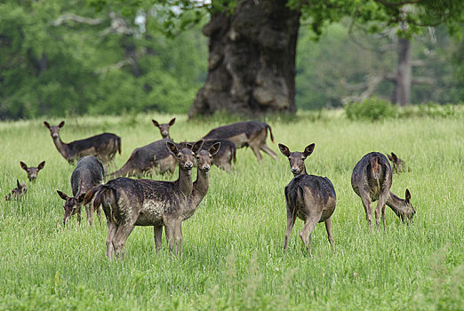 扁角鹿,暗色,牧群,放牧,北安普敦郡,英格兰,英国,欧洲