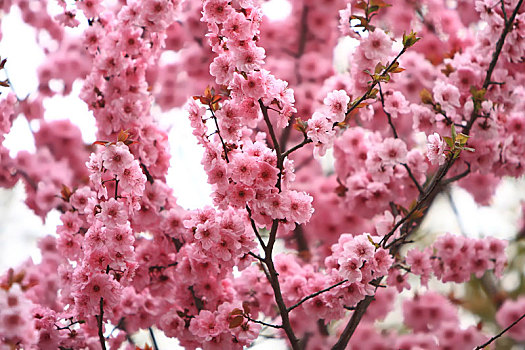 春天里盛开着的美丽的美人梅