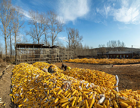 东北农村玉米丰收场景