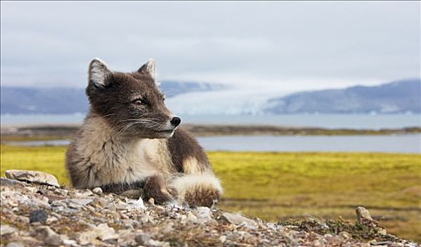 北极狐,女性,放松,斯瓦尔巴特群岛,挪威