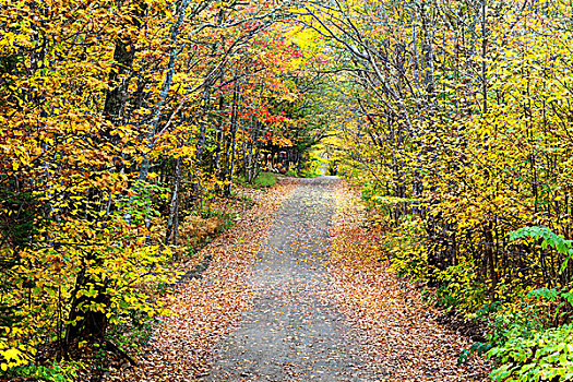 粘土,道路,秋叶,靠近,新布兰斯维克,加拿大