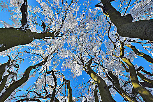 风景,积雪,山毛榉树,冬天,格罗塞尔,法兰克福,黑森州,德国