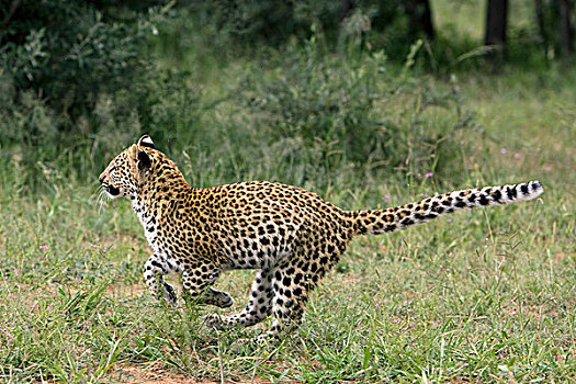 豹,4个月,老,幼兽,跑,纳米比亚