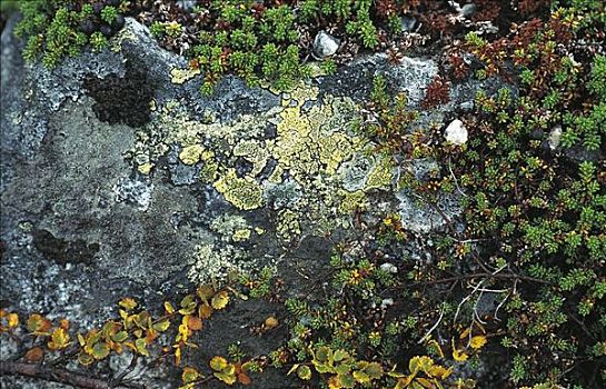 苔藓,石头,挪威,斯堪的纳维亚,欧洲
