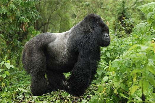 山地大猩猩,大猩猩,银背大猩猩,火山国家公园,卢旺达