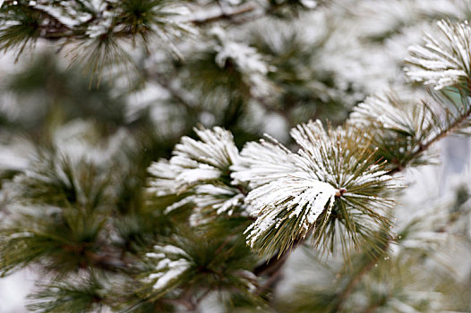 雪景