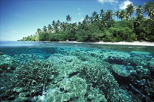 密克罗尼西亚,岛屿,硬珊瑚,礁石,蚂蚁,环礁