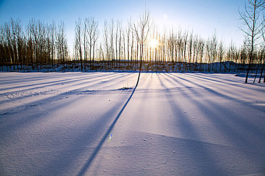 中国冬季白色的雪覆盖着的树林