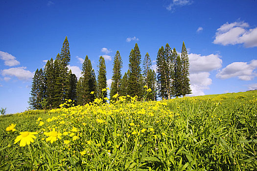 夏威夷,毛伊岛,靠近,美景,青草,蓝天,诺福克,松树