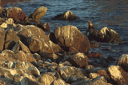 加州海狮,佩特罗,岛屿,加利福尼亚湾,墨西哥